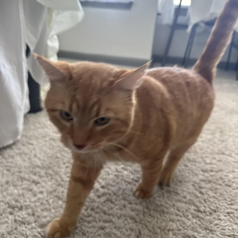 An adult medium-sized male Orange / Red Tabby cat named Garfield for adoption in Columbia, SC