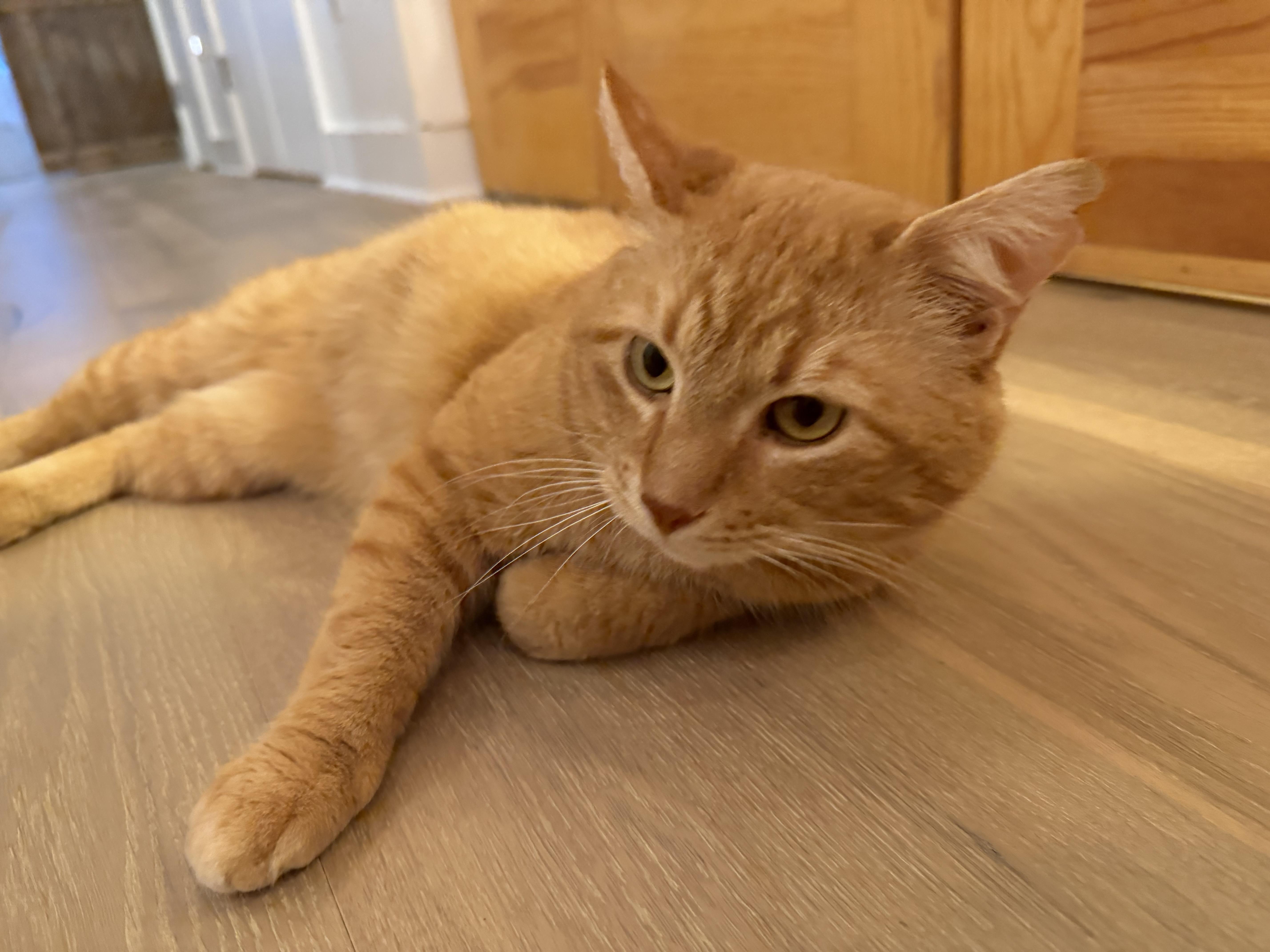 Garfield thumbnail 2