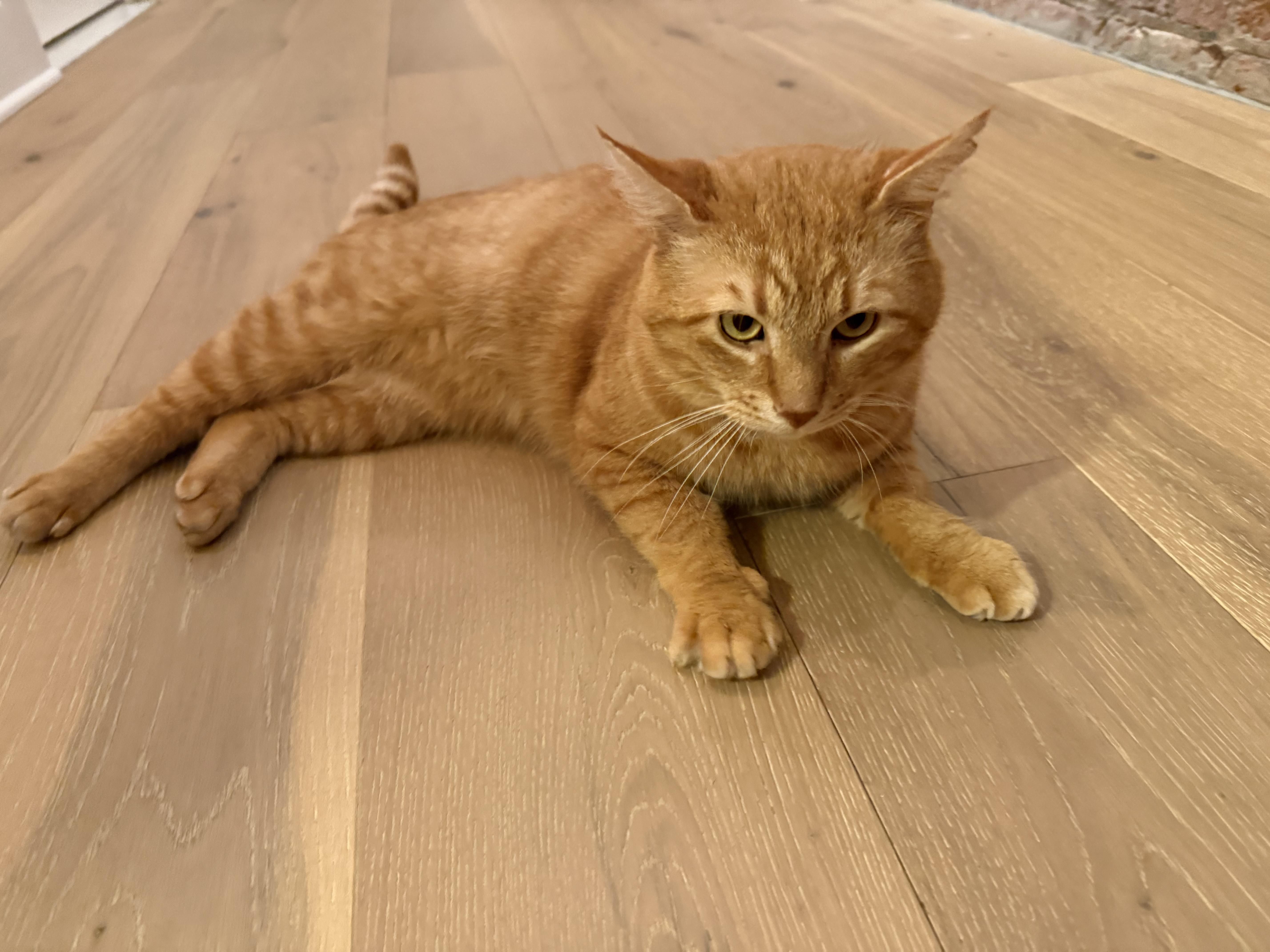 Garfield thumbnail 3