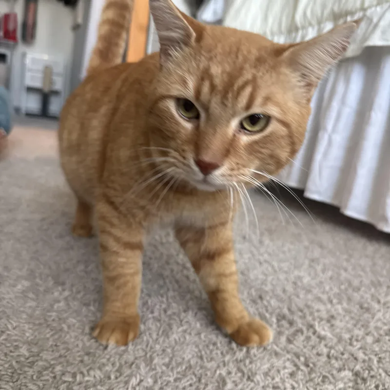 Garfield thumbnail 4