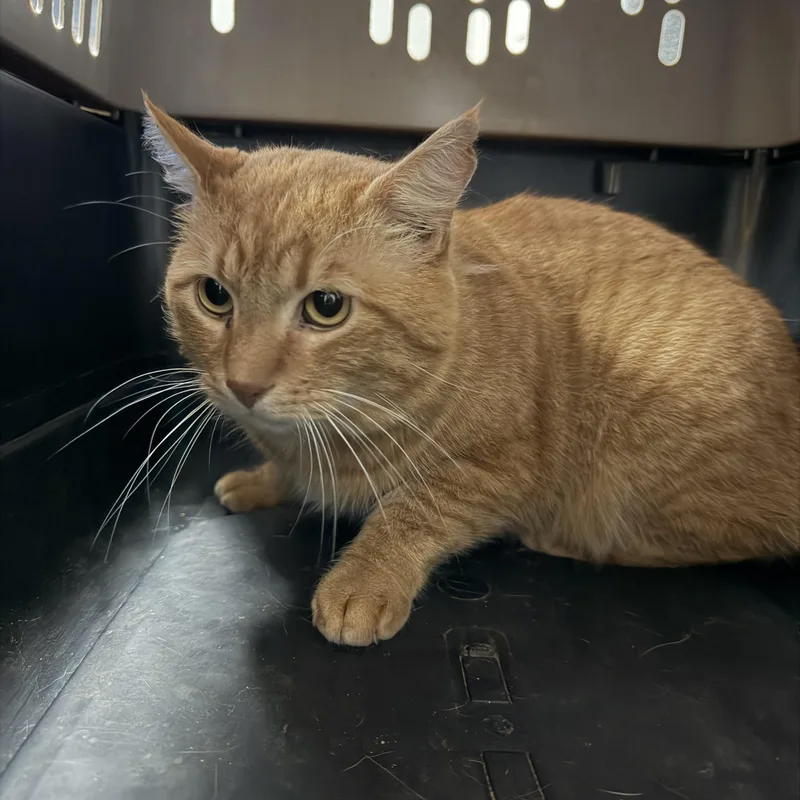Garfield thumbnail 5