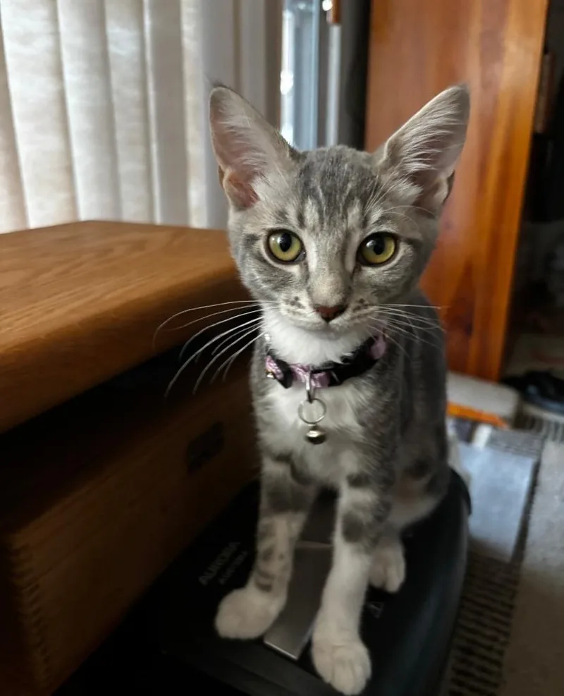 A baby small-sized female Domestic Short Hair cat named Misty for adoption in Lemoore, CA
