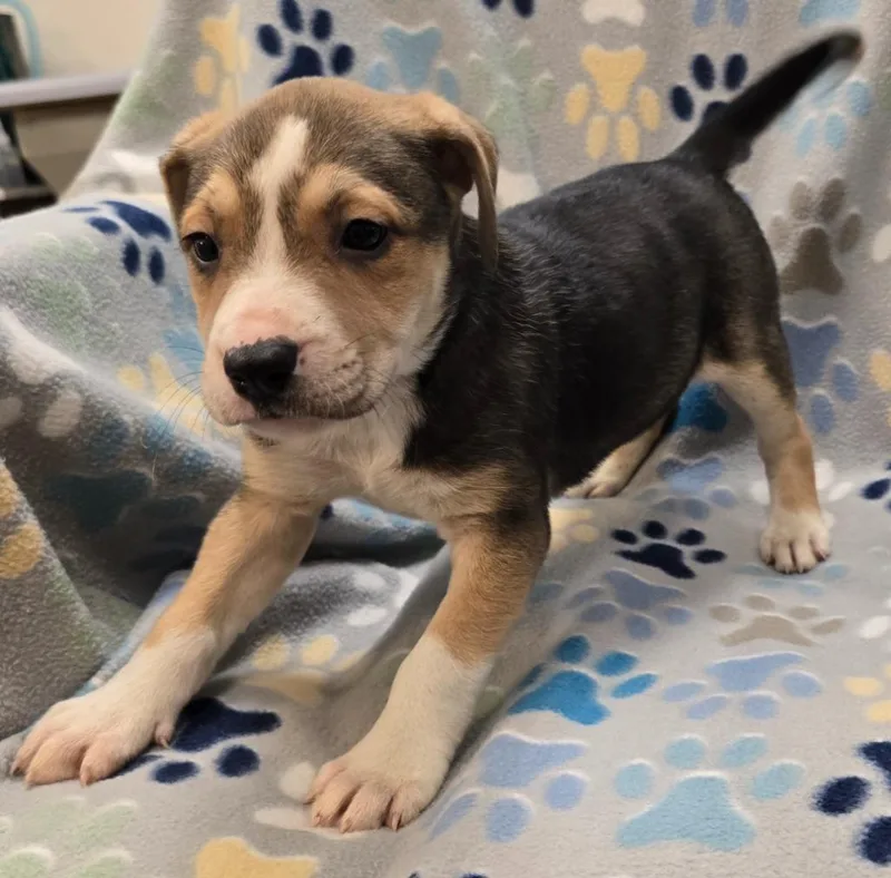 A baby large-sized female Pit Bull Terrier dog named Neapolitan for adoption in Murphysboro, IL