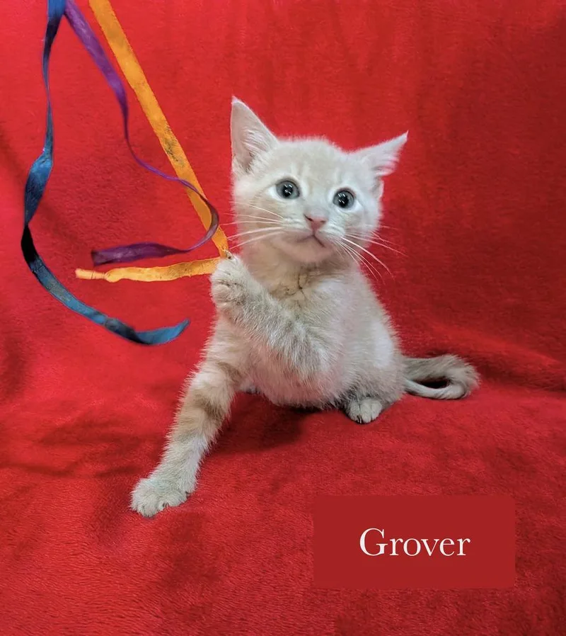 A baby small-sized male Domestic Short Hair cat named Grover for adoption in Chalfont, PA