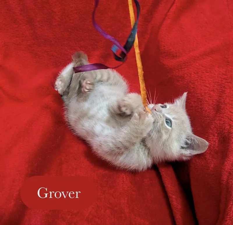 Grover thumbnail 3