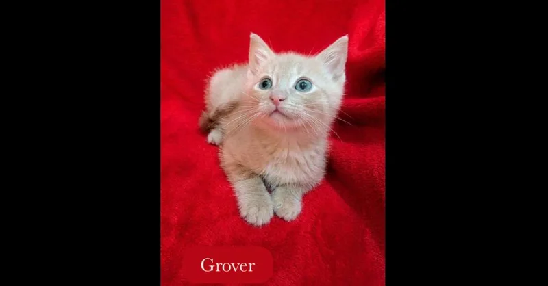 Grover thumbnail 4