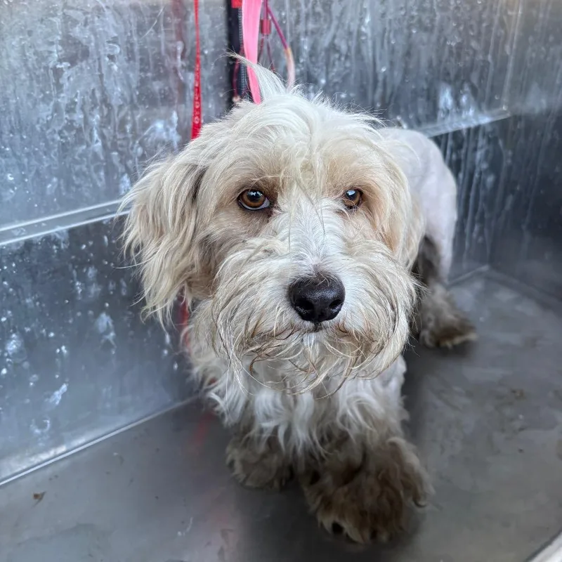 A baby medium-sized male White / Cream Maltese dog named Suga for adoption in Tampa, FL