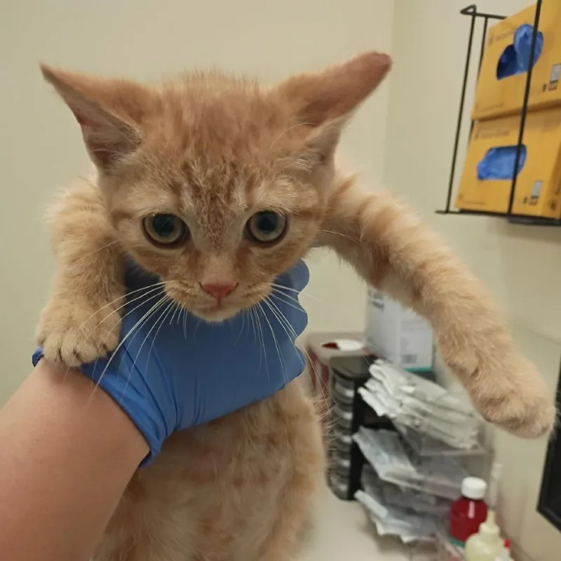 A baby small-sized male Orange / Red Domestic Short Hair cat named PeeJay for adoption in Lynchburg, VA