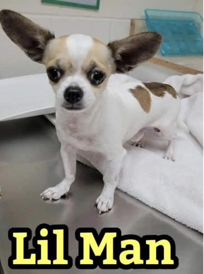An adult small-sized male Chihuahua dog named Lil Man for adoption in Angier , NC