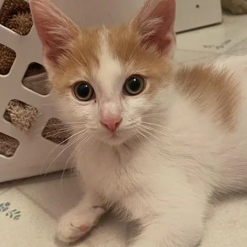 A baby small-sized male White Domestic Short Hair cat named Cadillac for adoption in Birdsboro, PA