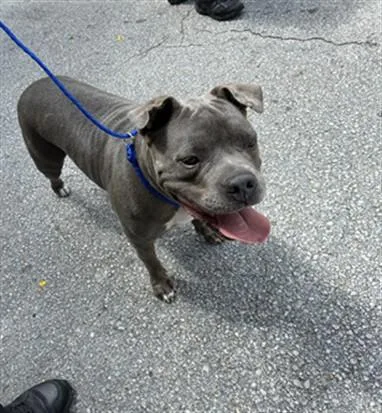A young medium-sized female Staffordshire Bull Terrier dog named Linda for adoption in Miami, FL