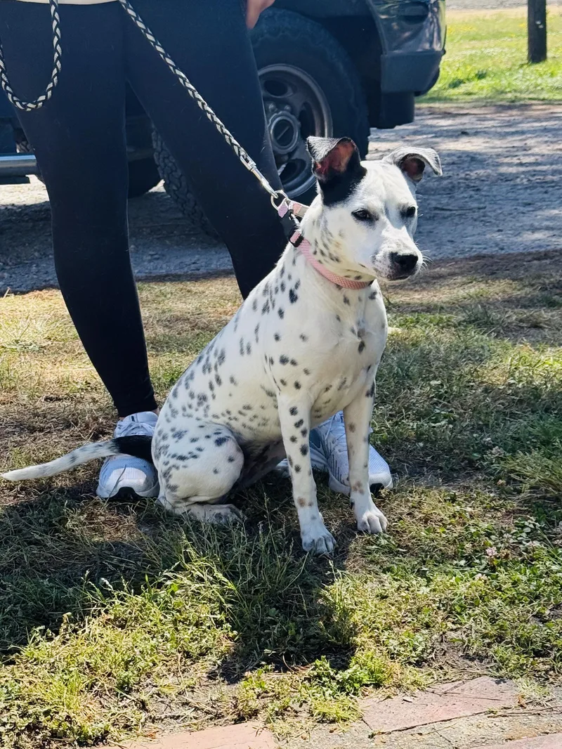 A young medium-sized female White / Cream Cattle Dog dog named Missy for adoption in Moyock, NC