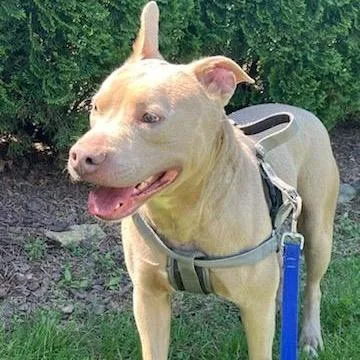 An adult medium-sized male Mixed Breed dog named Apollo for adoption in New York, NY
