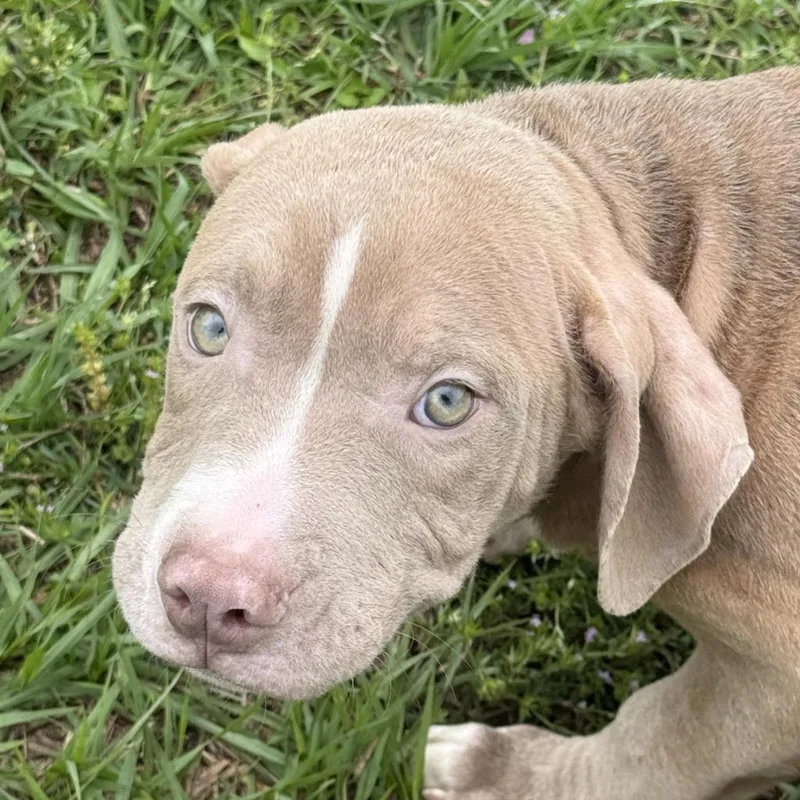 A baby medium-sized male Pit Bull Terrier dog named Dapper for adoption in Brenham, TX