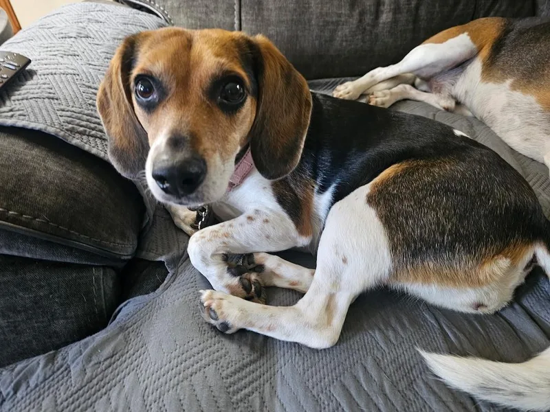 Daisy Mae thumbnail 2