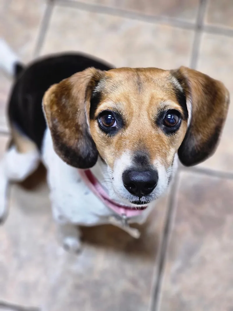 Daisy Mae thumbnail 3