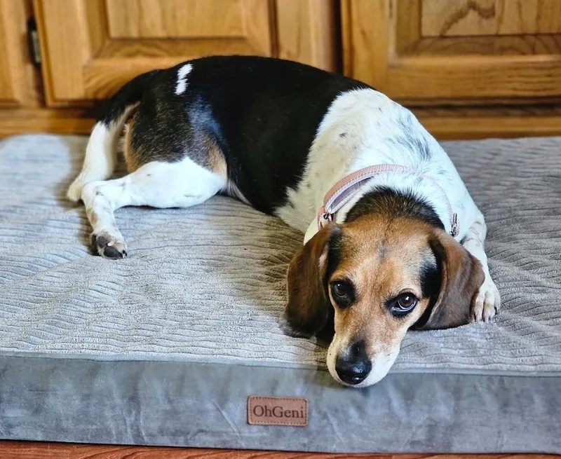 Daisy Mae thumbnail 5