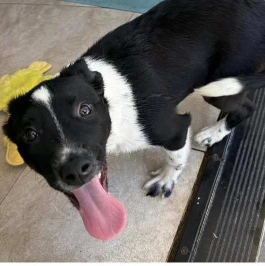 A baby medium-sized female Black Border Collie dog named Belinda for adoption in Santa Rosa, CA