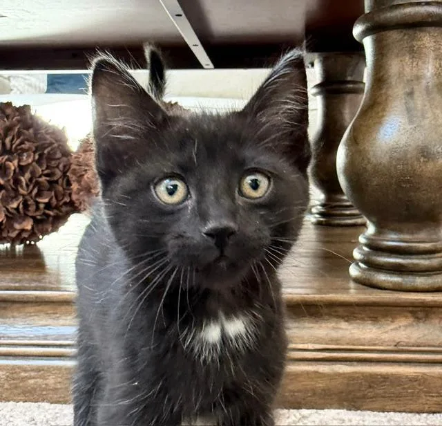 Zeke