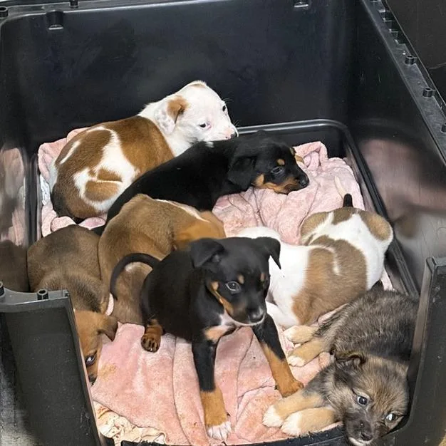 A baby small-sized female Brown / Chocolate Australian Shepherd dog named Reptar for adoption in Rossville, GA