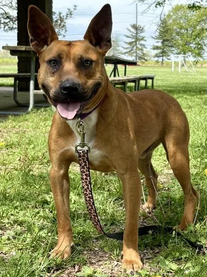An adult medium-sized male Mixed Breed dog named Berry for adoption in Cincinnati, OH
