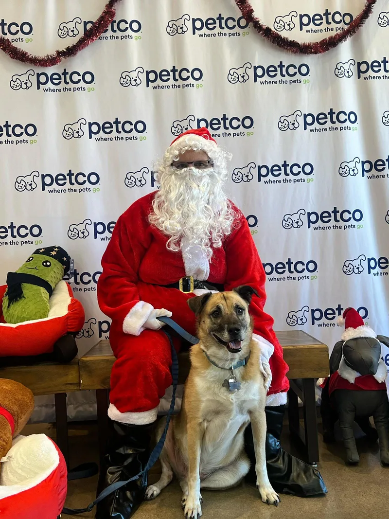 An adult medium-sized male Anatolian Shepherd dog named Milo for adoption in Chandler, AZ