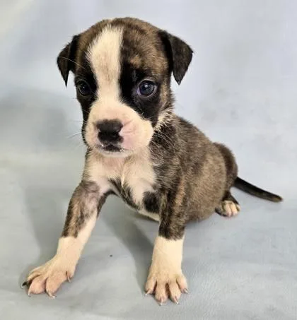 A baby large-sized female English Bulldog dog named Ziggy for adoption in Morton Grove, IL