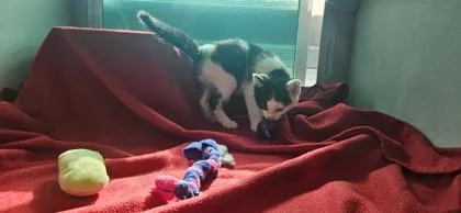 A baby small-sized female Domestic Short Hair cat named Cpt  Sparrow for adoption in Edgewood, NM