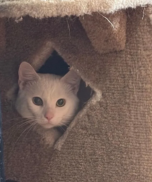 An adult medium-sized male White Domestic Short Hair cat named Winter for adoption in Homer Glen, IL