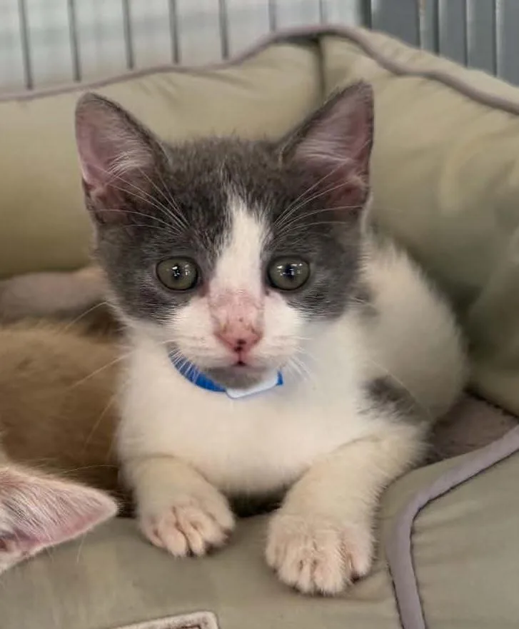 A baby medium-sized male Gray & White Domestic Short Hair cat named Christian for adoption in Parma, OH