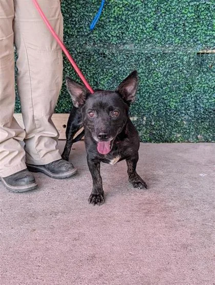 An adult medium-sized female Black Mixed Breed dog named Sonora for adoption in El Paso, TX