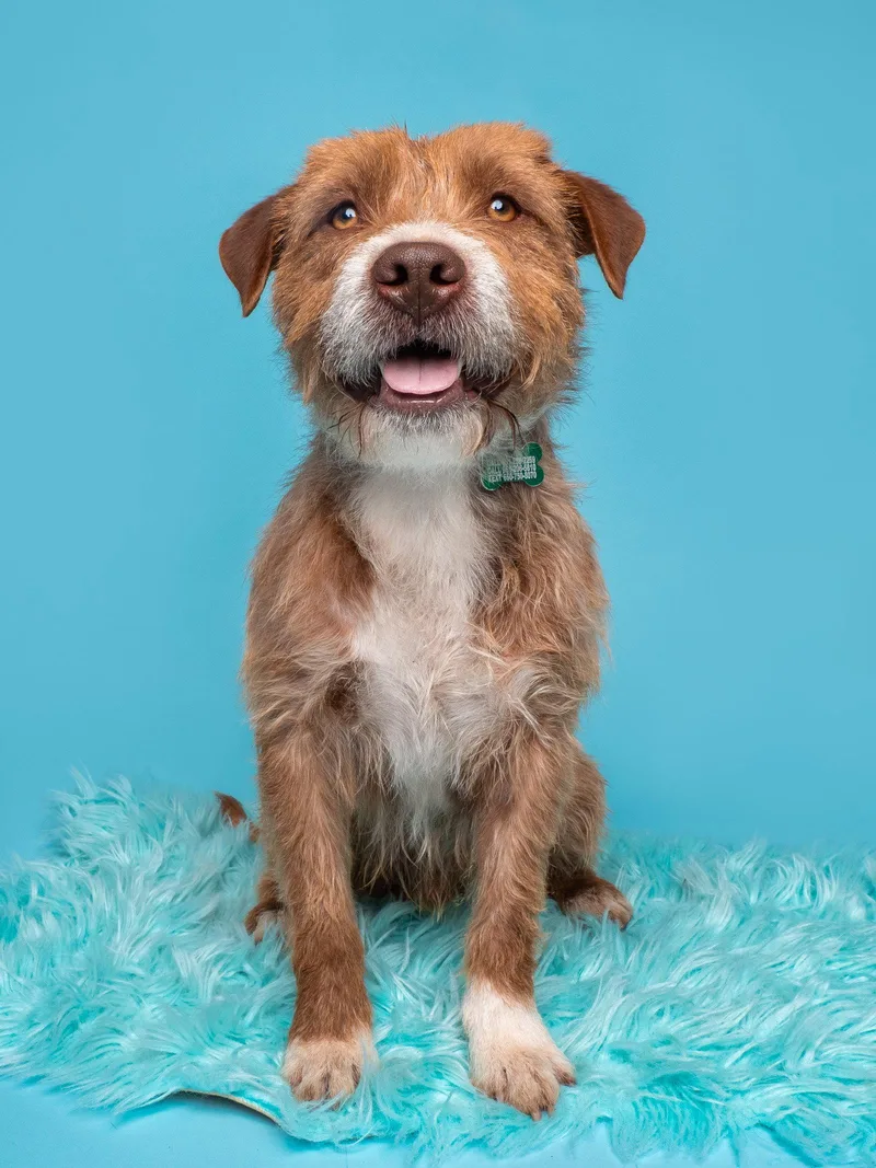 A young medium-sized male Border Terrier dog named Lumberjack for adoption in Palo Alto, CA