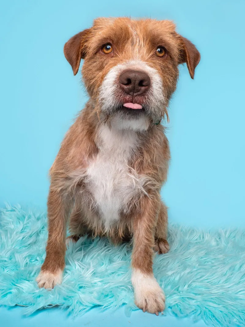 Lumberjack thumbnail 2