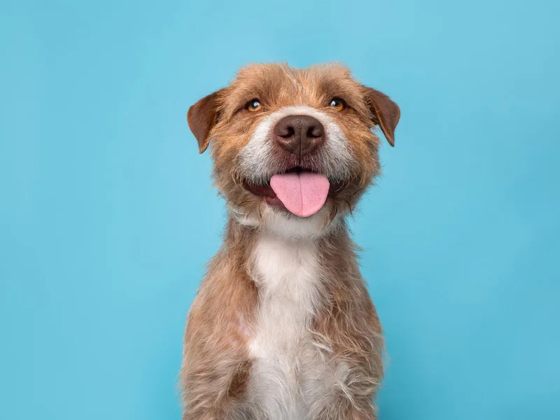 Lumberjack thumbnail 3