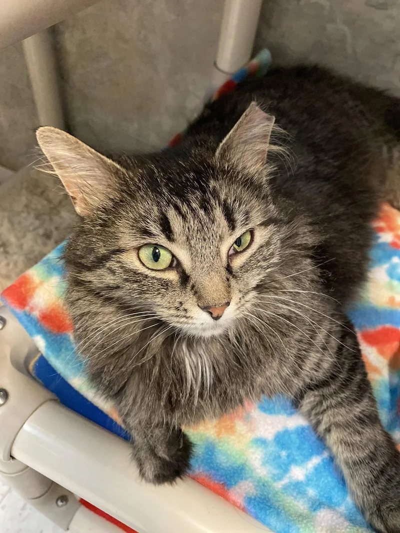 An adult medium-sized female Domestic Long Hair cat named Eloise for adoption in Dublin, OH