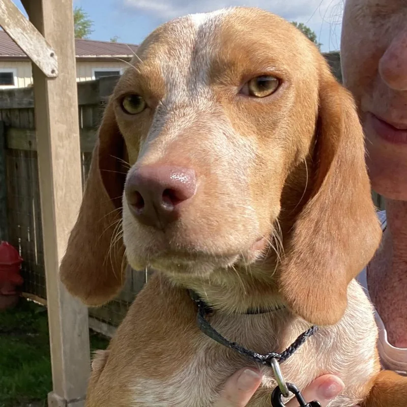 An adult small-sized female Red / Chestnut / Orange Beagle dog named Faith & Tim for adoption in Quakertown, PA