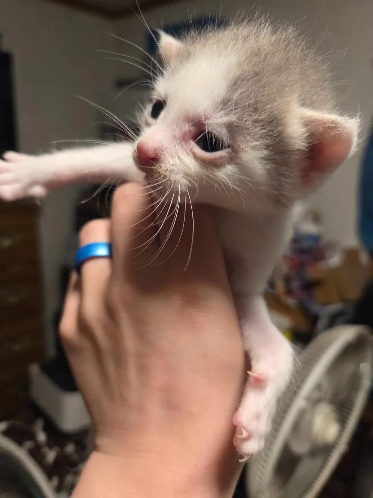 A baby medium-sized male Domestic Short Hair cat named Static for adoption in Johnson City, TN