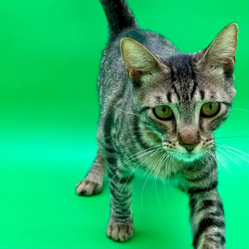 A young small-sized female Brown / Chocolate Domestic Short Hair cat named Karla for adoption in Los Angeles, CA