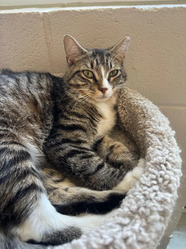 A baby medium-sized female Domestic Short Hair cat named Aspen for adoption in Dalton, GA