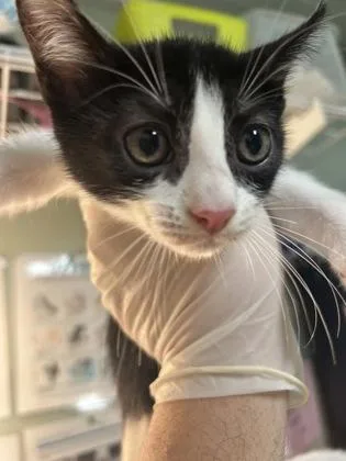 A baby medium-sized female Manx cat named Countess Bea for adoption in Picayune, MS