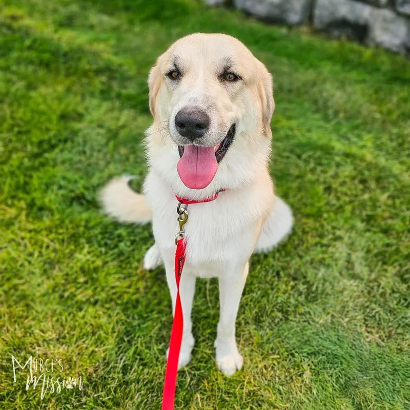 An adult large-sized female Anatolian Shepherd dog named Elsa for adoption in Spokane , WA