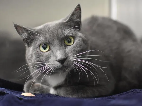 A young medium-sized male Domestic Short Hair cat named Buttercup for adoption in Portland, OR