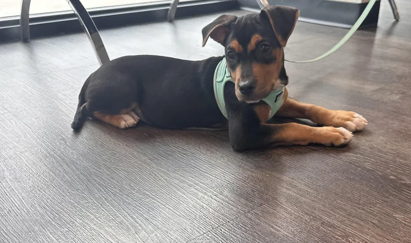 A baby medium-sized female Shepherd dog named Venus for adoption in San Antonio, TX