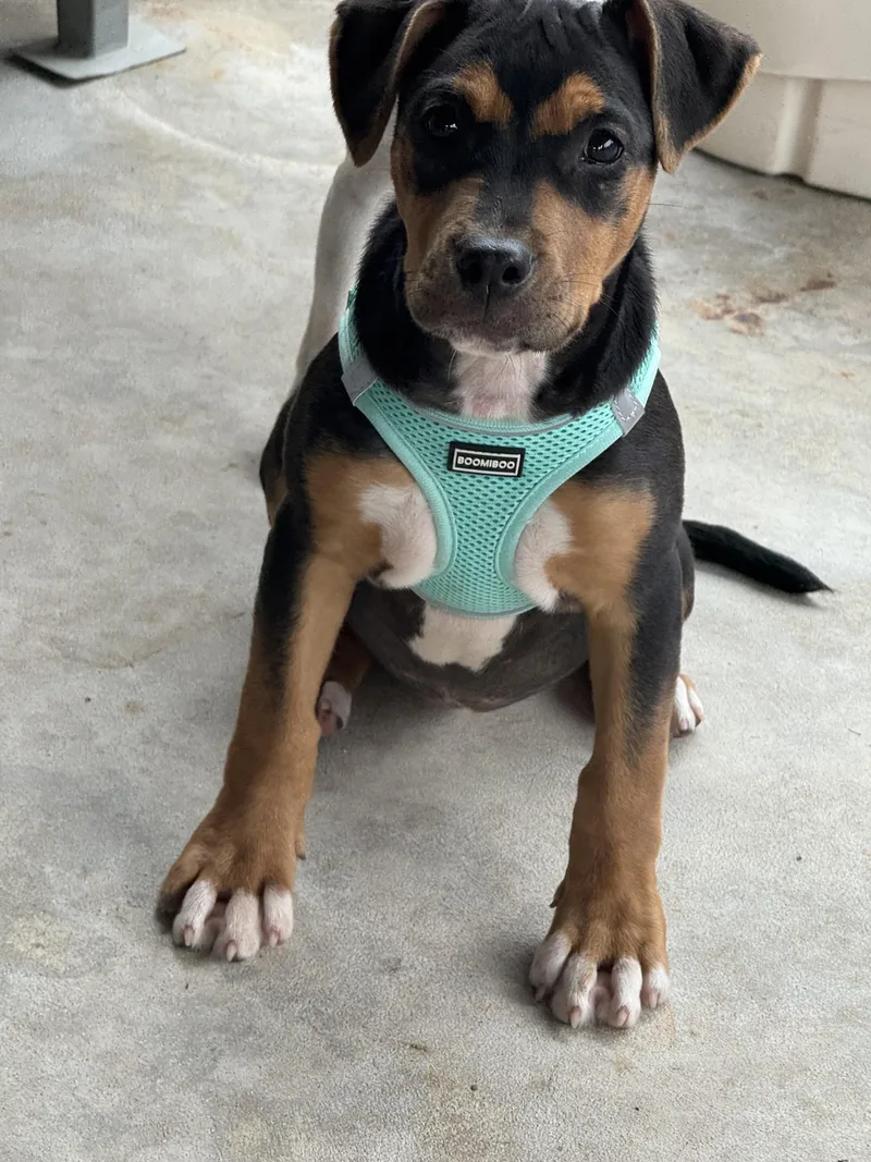 Venus thumbnail 2