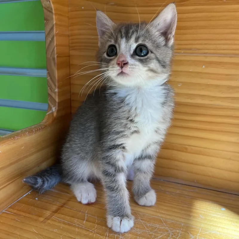 A young medium-sized female Tabby (Gray / Blue / Silver) Domestic Short Hair cat named Tiffany for adoption in Tyler, TX