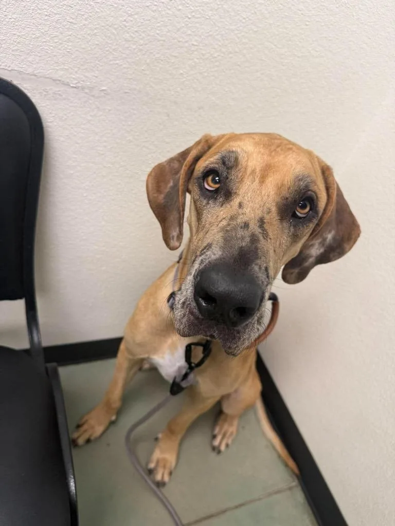 A young large-sized female Brindle Great Dane dog named Indy Mae for adoption in Bullard, TX