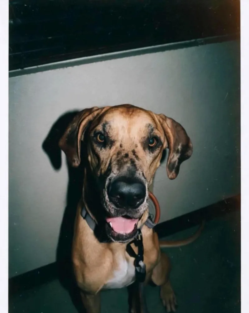 Indy Mae thumbnail 4