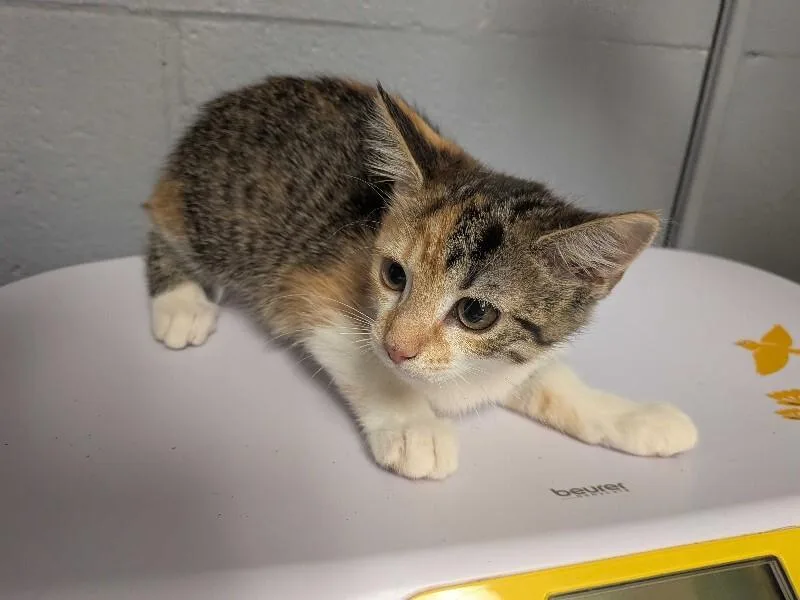 A young small-sized female Calico Domestic Short Hair cat named Pastel for adoption in Cincinnati, OH