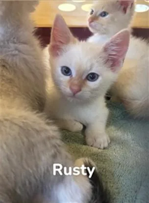 A baby small-sized male Domestic Short Hair cat named Rusty for adoption in Santa Maria, CA