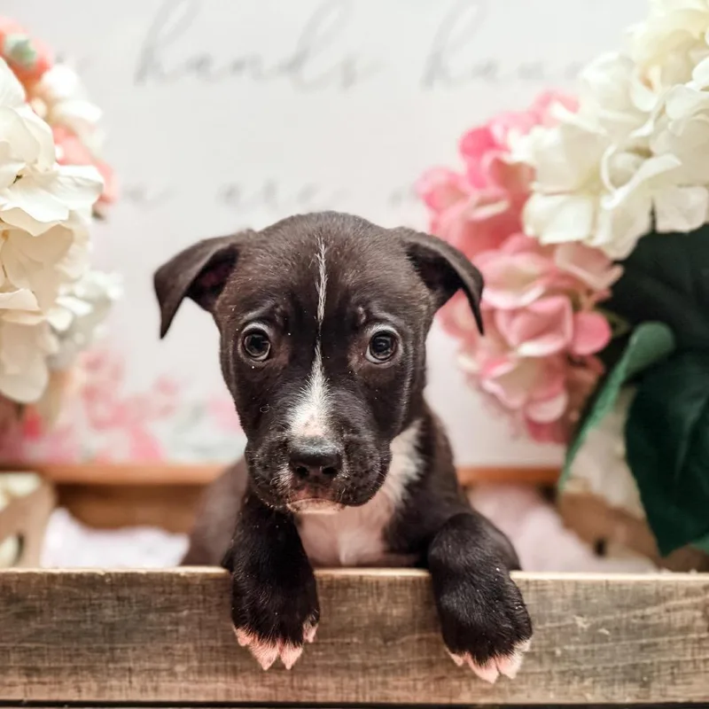A young large-sized male Black American Staffordshire Terrier dog named Devon for adoption in Newberg, OR